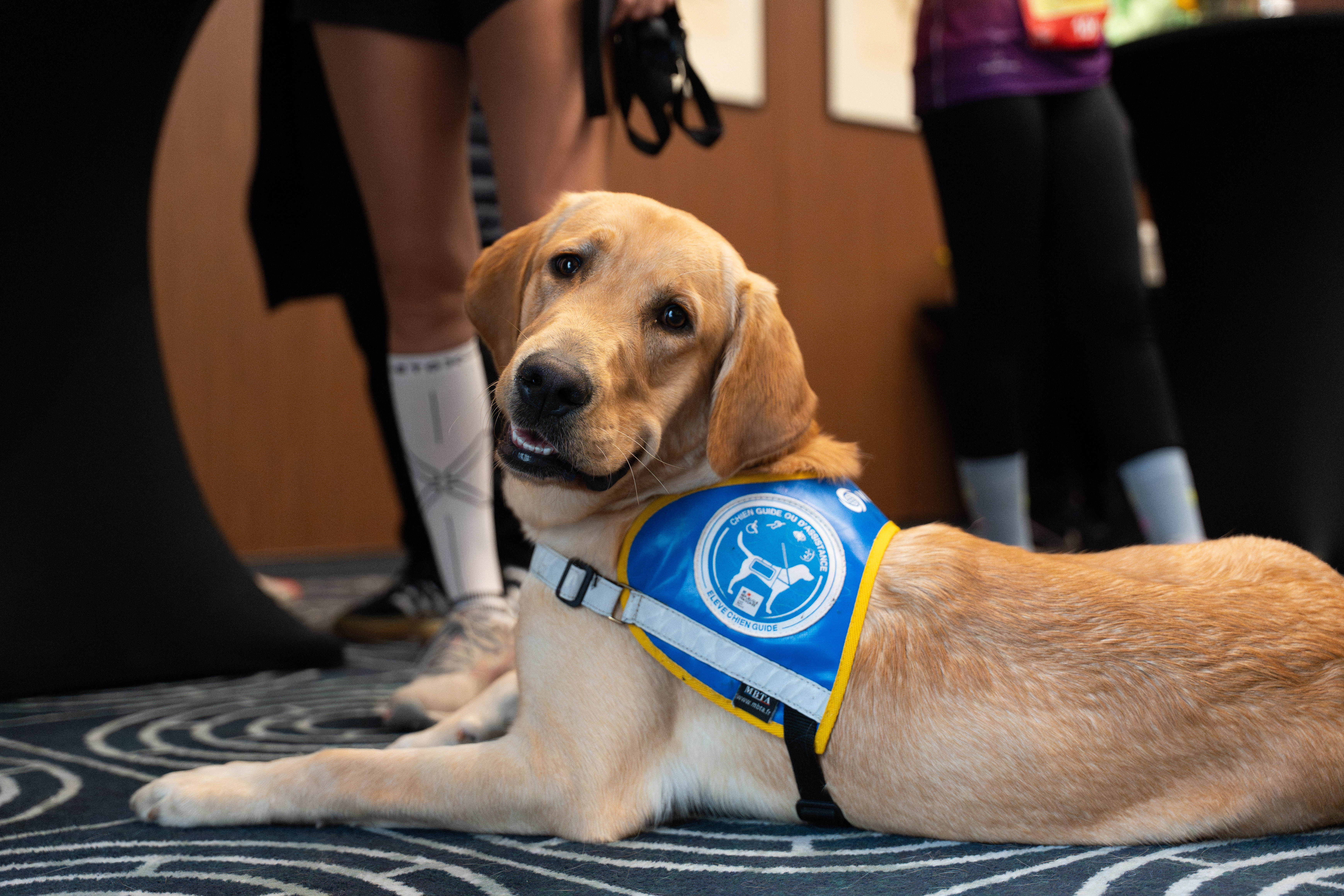 Chiot Golden Retriever beige, avec un harnais de chien guide